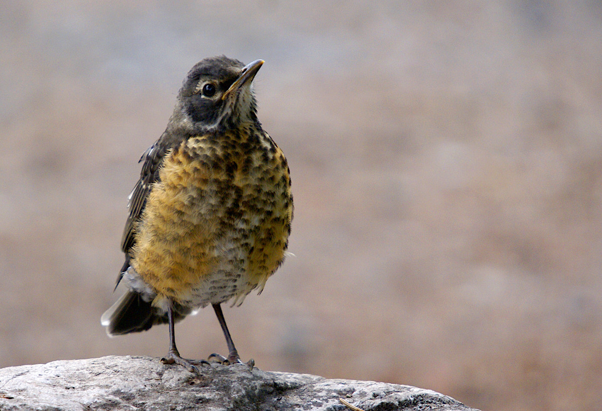 Juvenile American Robin in Glacier National Park