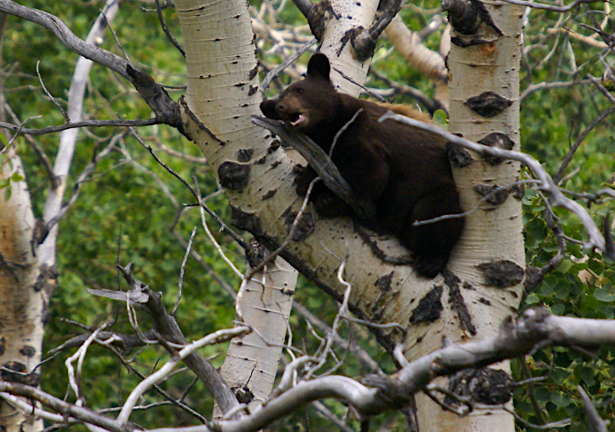 Bear cub high up in a tree in Glacier National Park