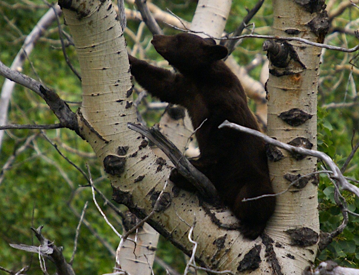 Bear cub high up in a tree in Glacier National Park
