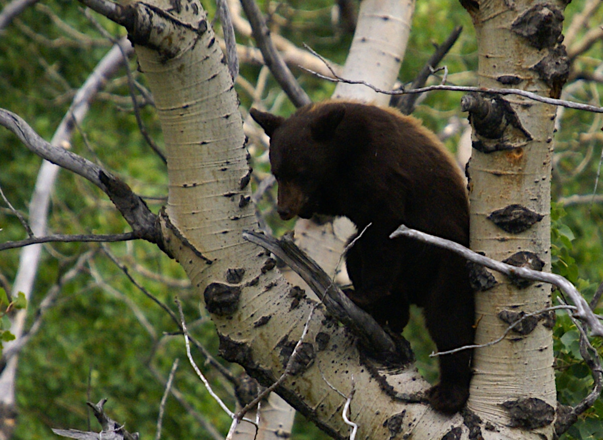 Bear cub high up in a tree in Glacier National Park