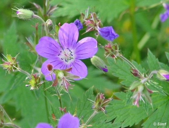 Wood Crane's-bill