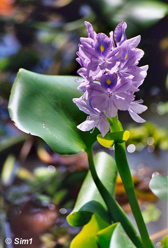 Water Hyacinth