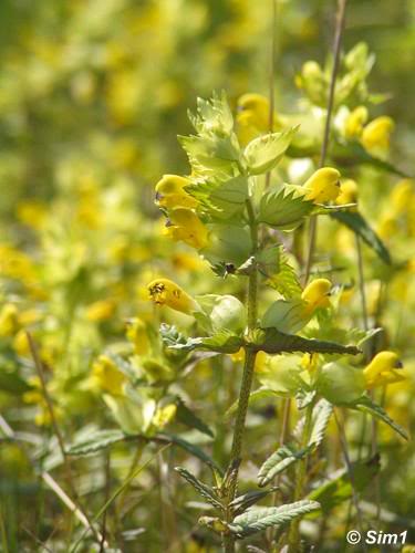 Sim1travels Greater Yellow-rattle