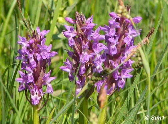 Sim1travels Early Marsh-orchid