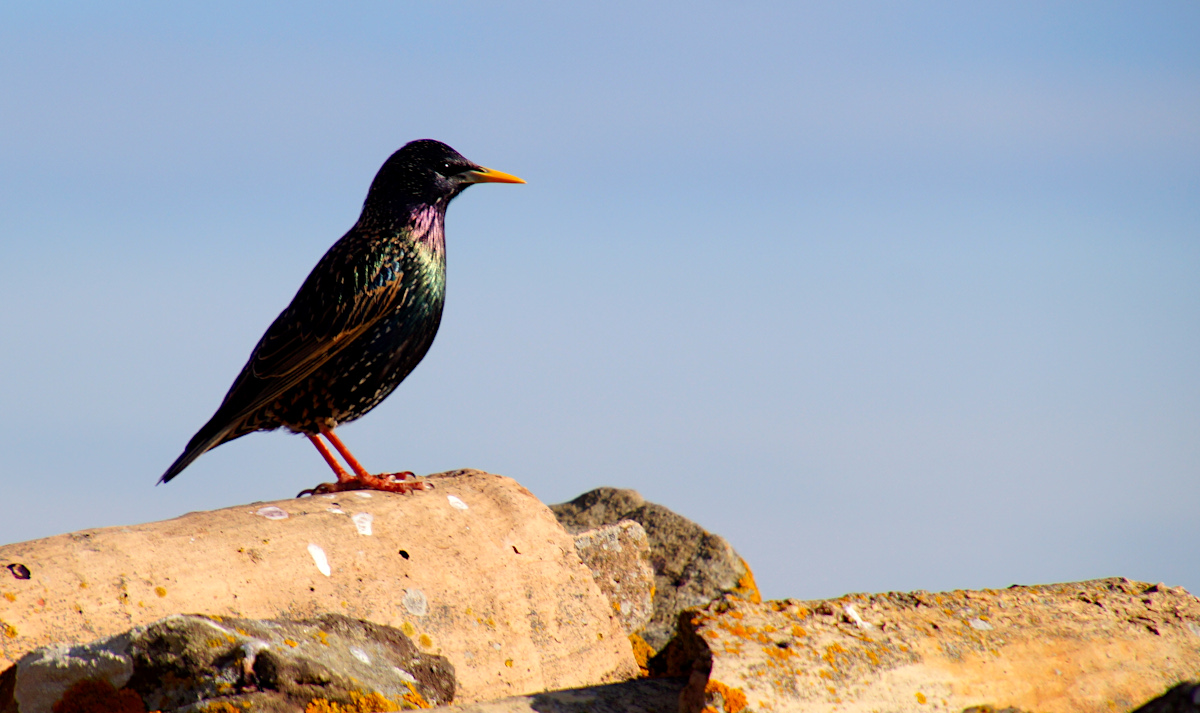 Bird on a rooftop