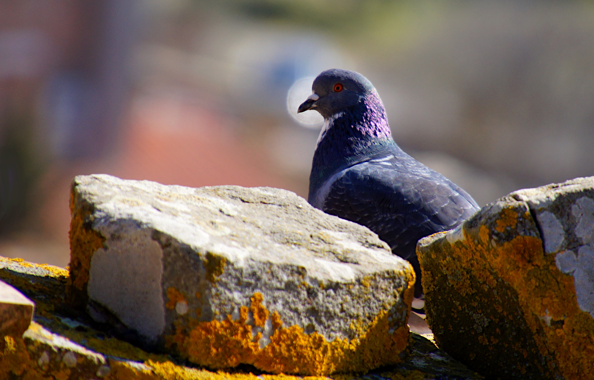Pigeon on the rooftop