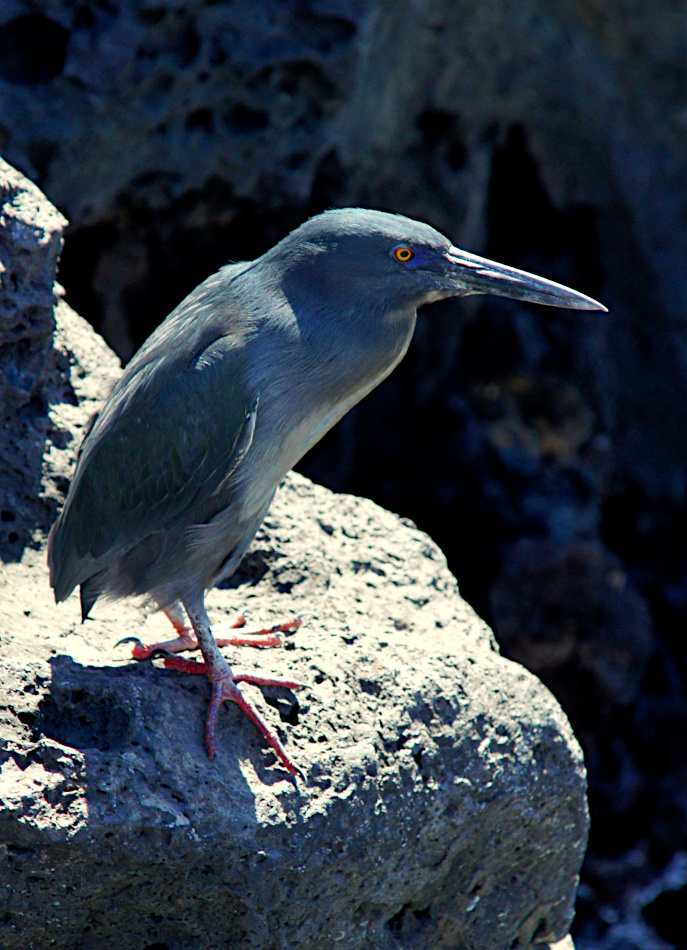 Lava Heron