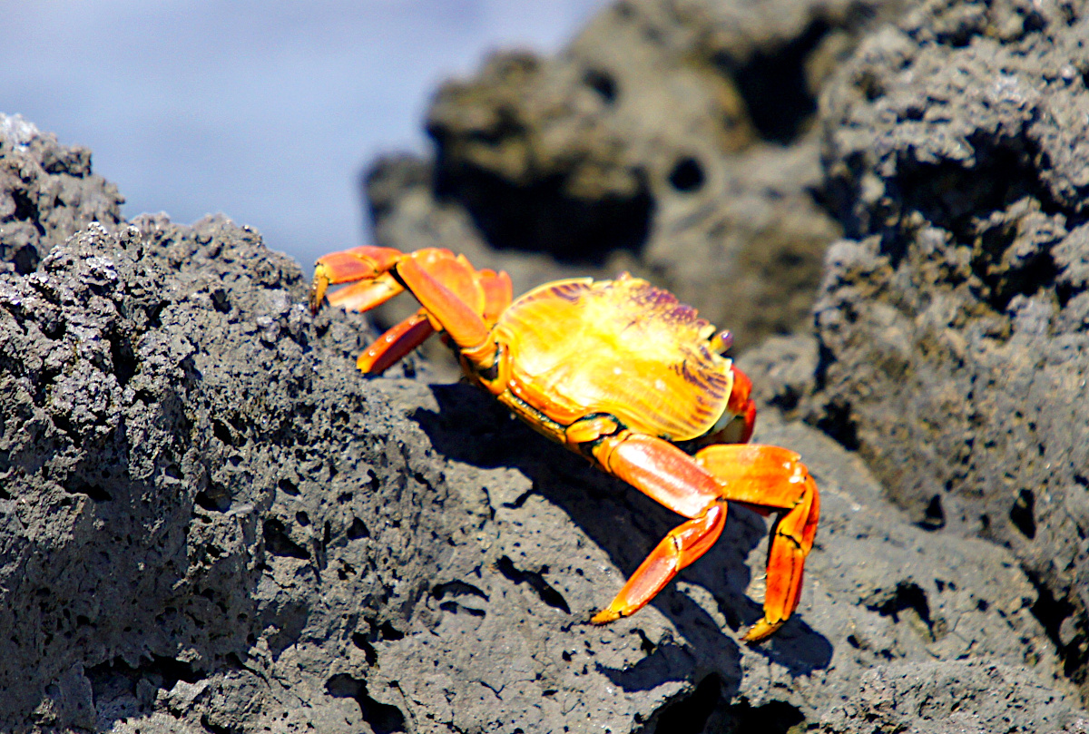 Sally Lightfoot crab,  Grapsus Grapsus