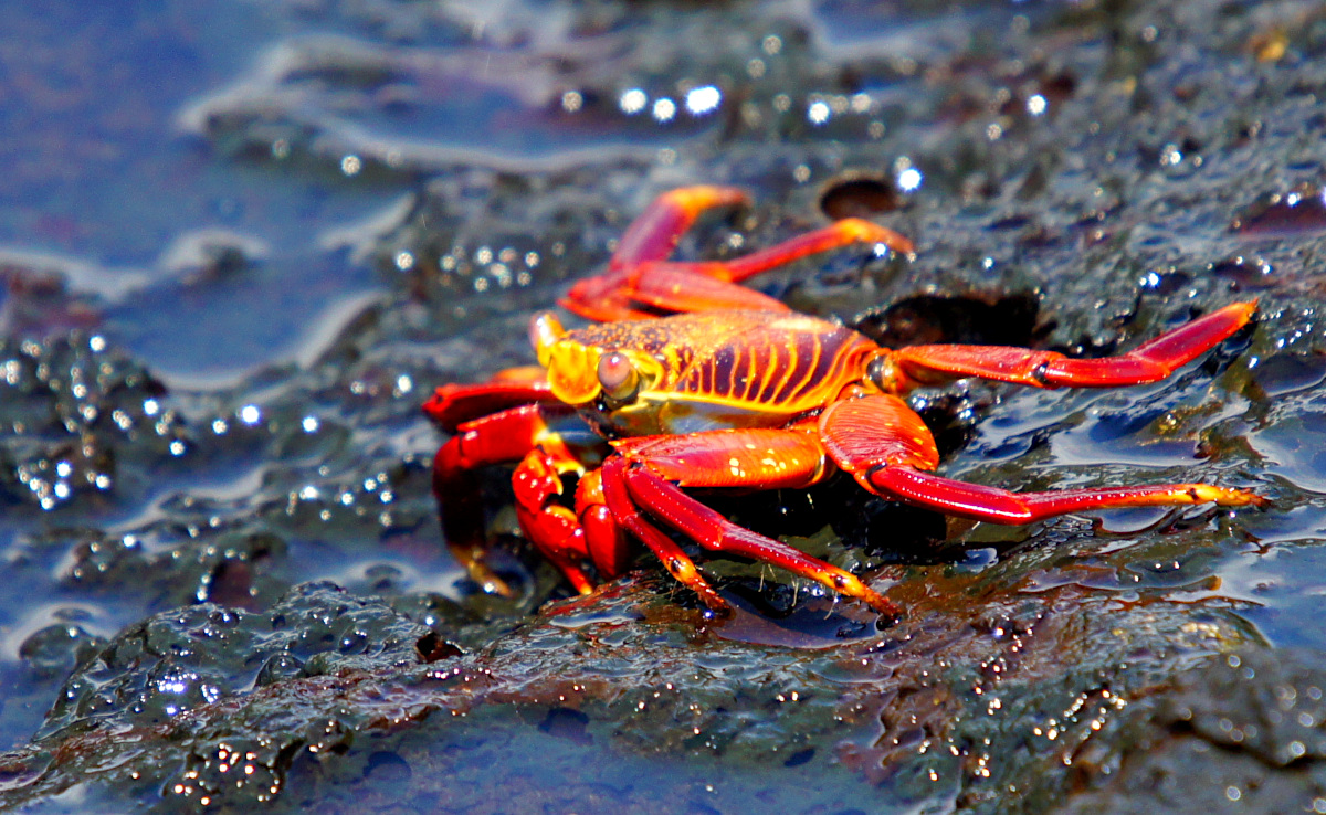 Sally Lightfoot crab,  Grapsus Grapsus