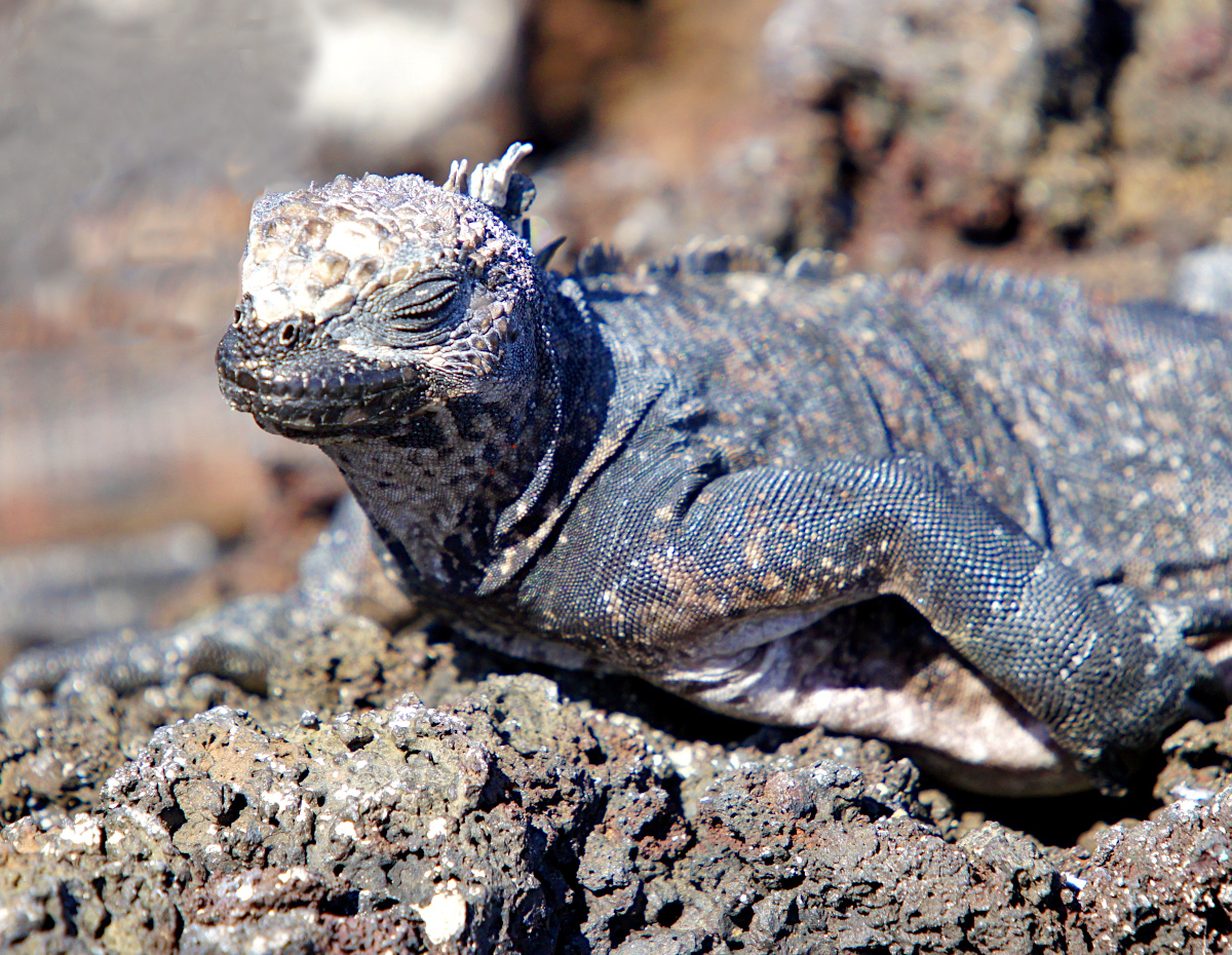 Marine Iguana