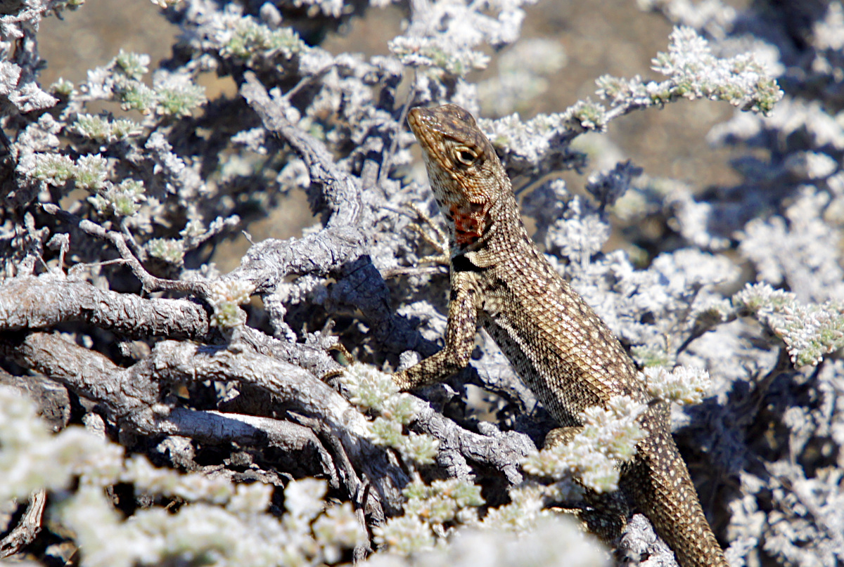 Lava lizard on Isla Bartolome