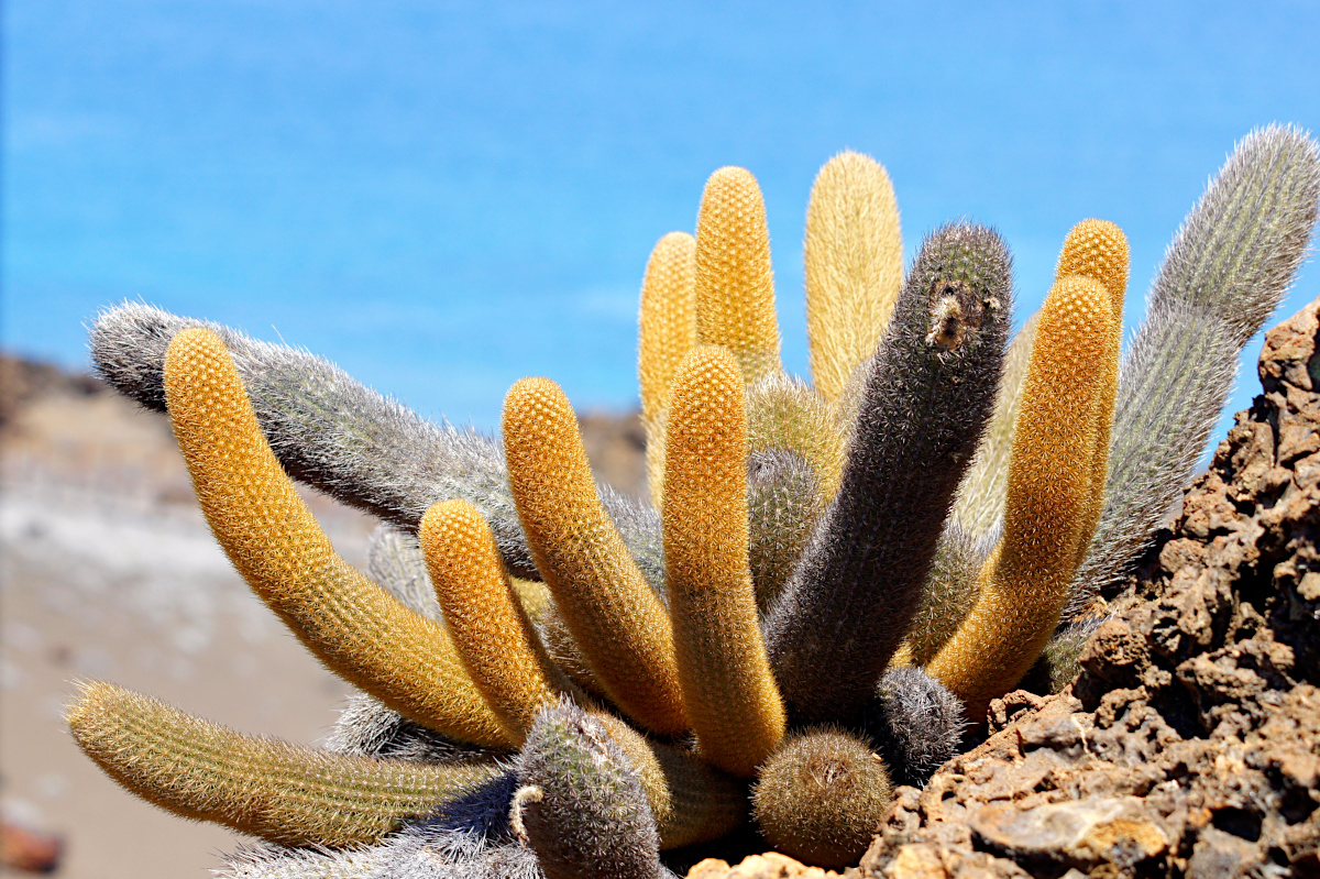 Lava Cactus,  Brachycereus nesioticus