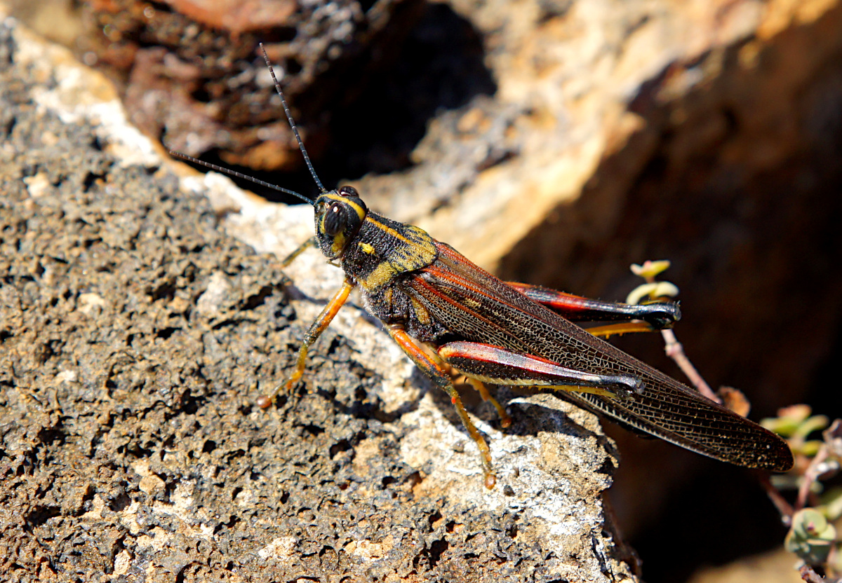 Large Painted Locust on Isla Bartolome