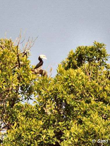 Pied Hornbill