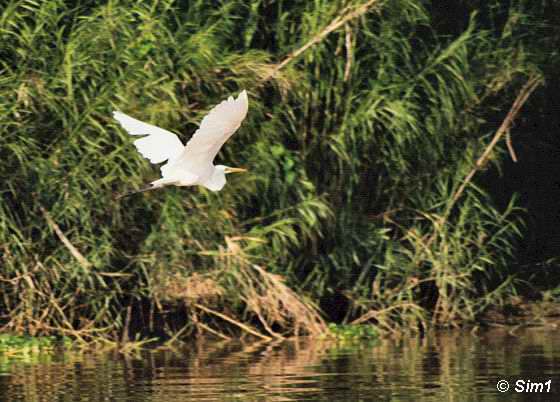 White Egret