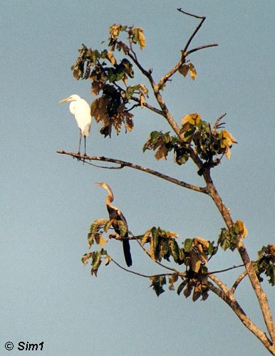 High up in a tree