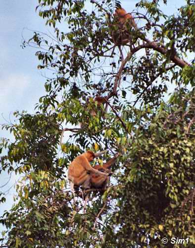 Nose monkeys