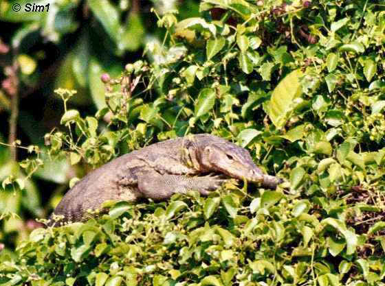 Monitor Lizard