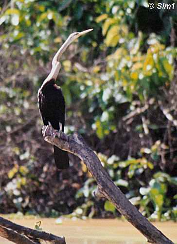  Snake Bird at Oxbow Lake