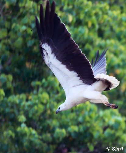 White Bellied Fish Eagle