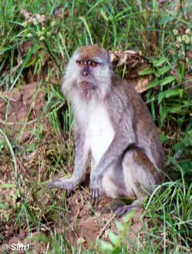 Macaque