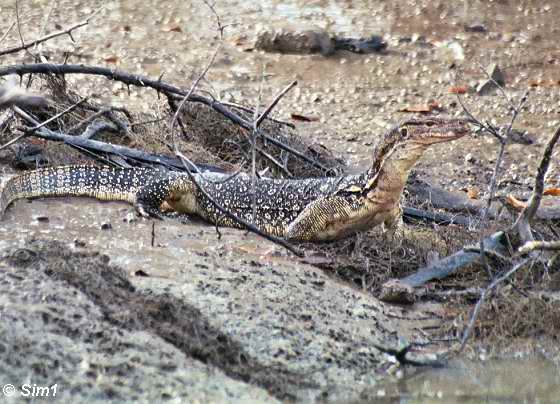 Monitor Lizard