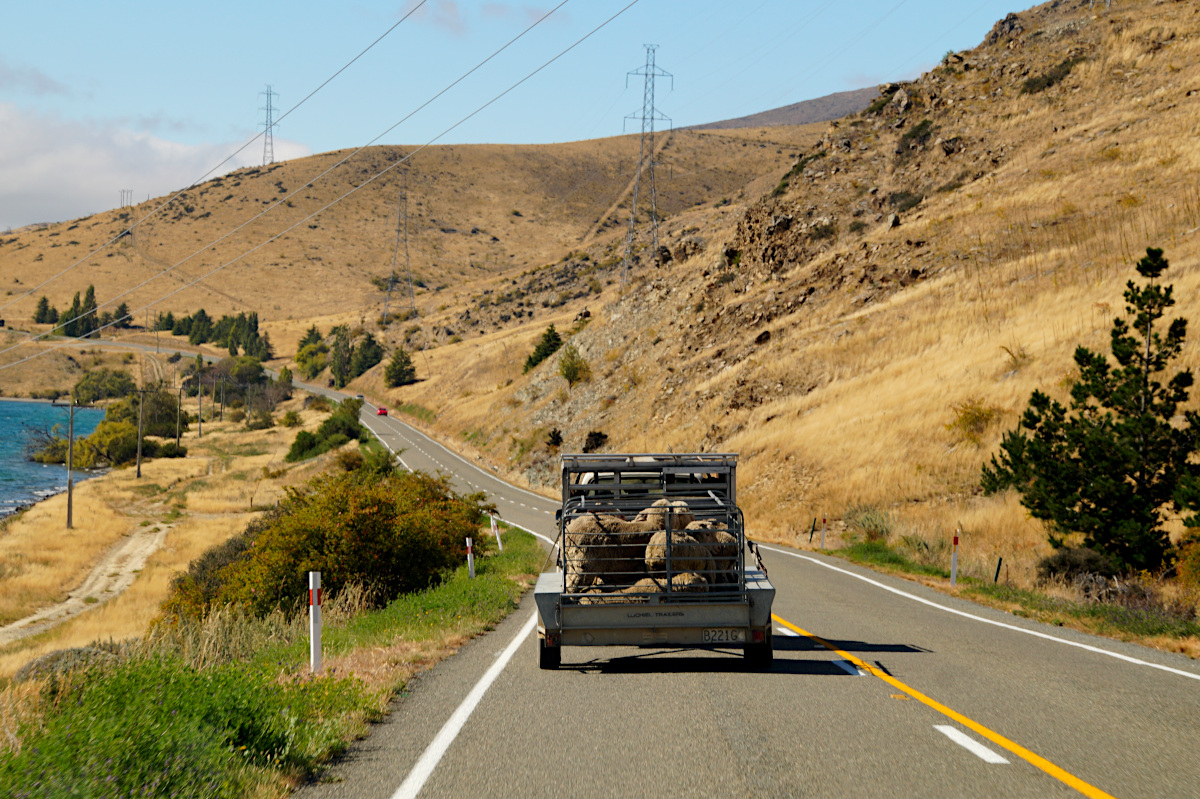 The road to Dunedin