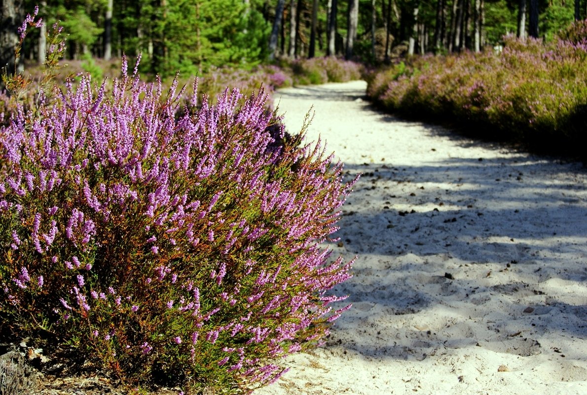 Gotska Sandön