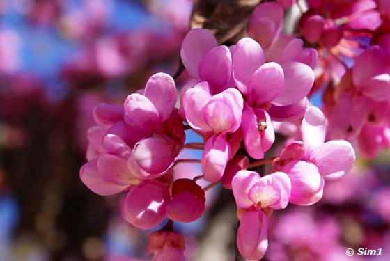 Spring Flowers