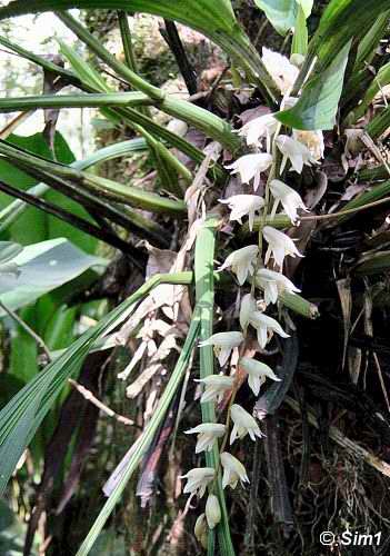 Coelogyne rhabdobulbon