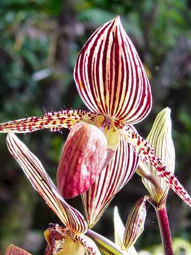 Orchids at the mountain garden