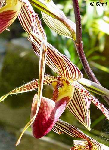 Orchids at the mountain garden