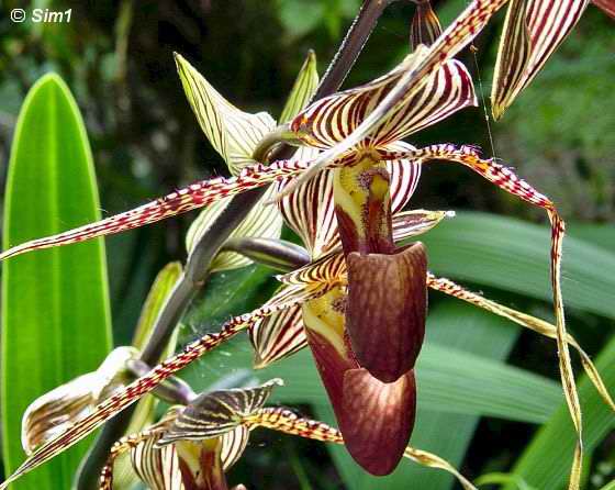 Slipper orchid