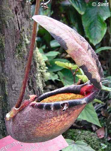 Pitcher plant