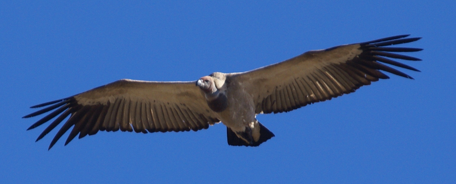 Vulture