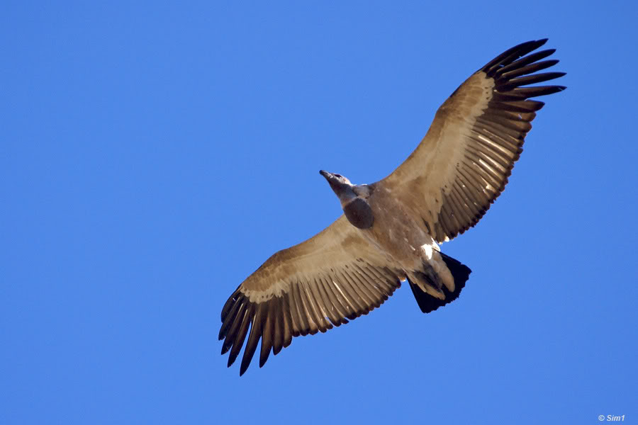 Vulture Restaurant