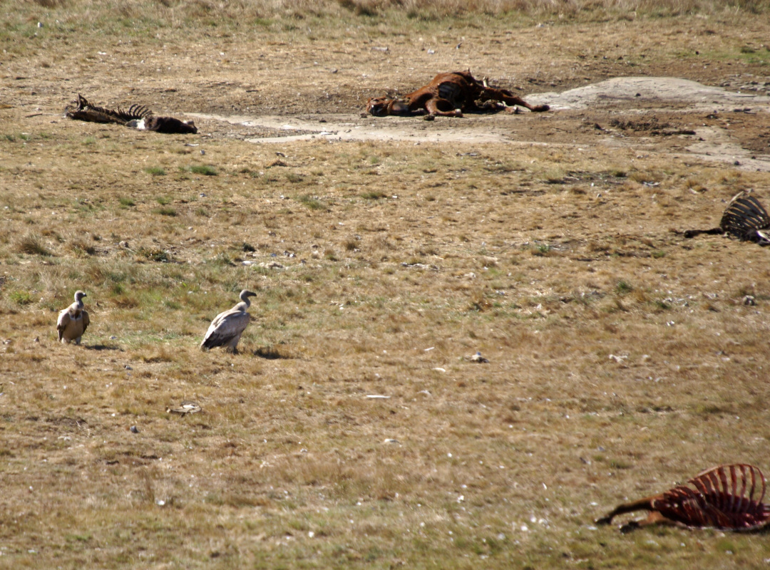 Vulture Restaurant