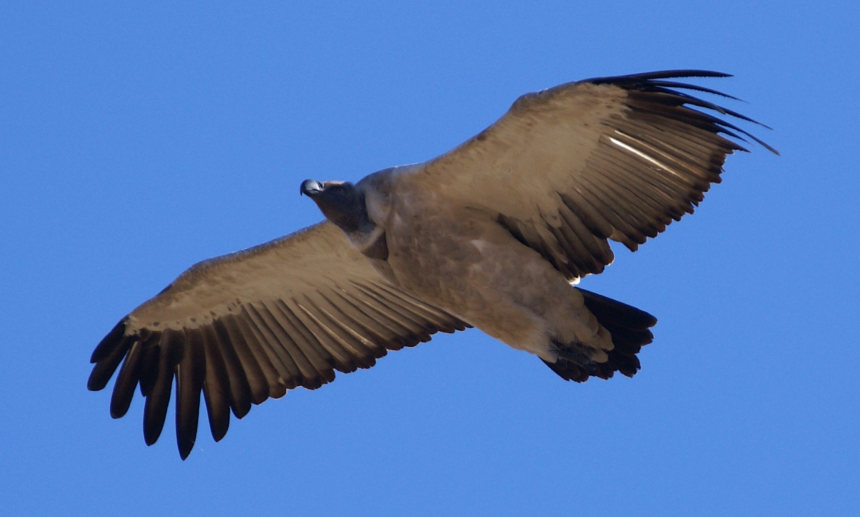 Vulture