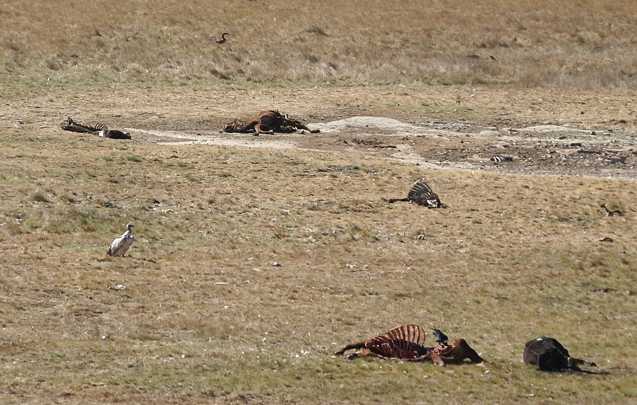 Vulture Restaurant