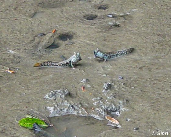 Mudskipper