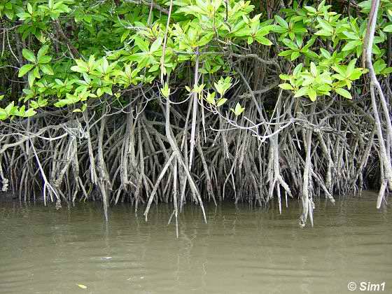  Mangrove forest