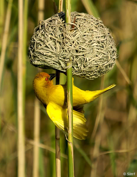 Golden Weaver