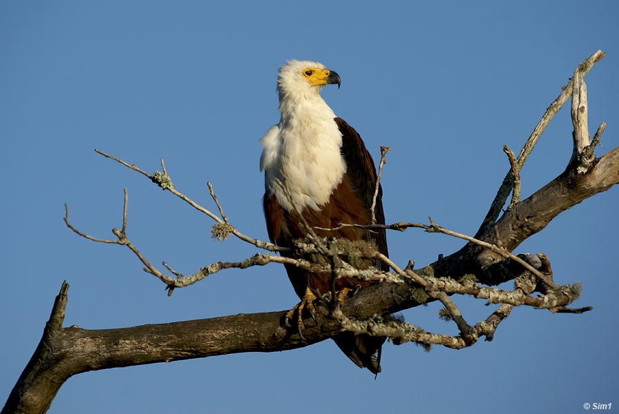 Fish Eagle