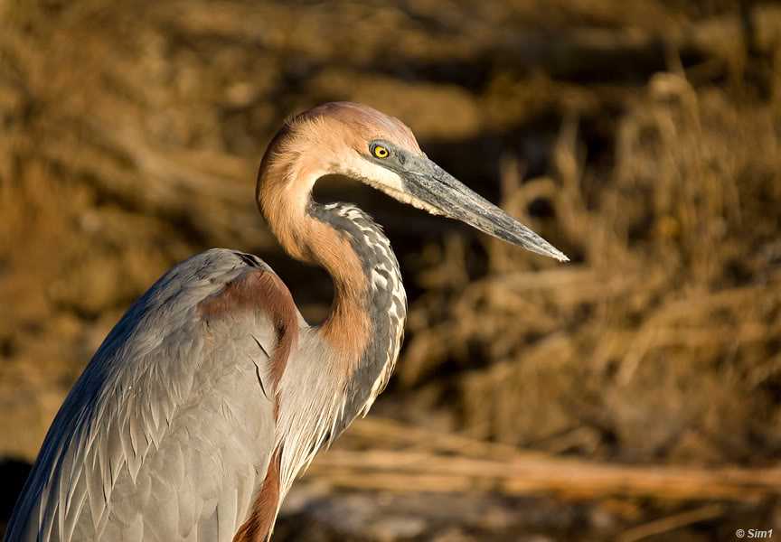 Goliath Heron