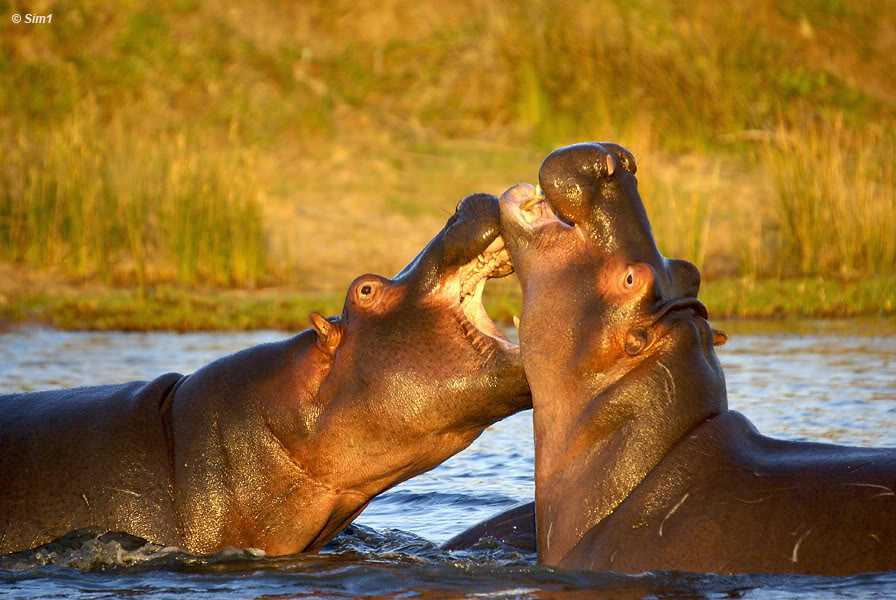 Hippos