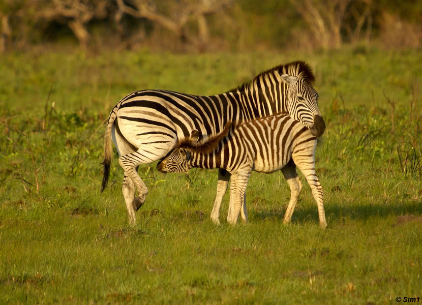 Zebra