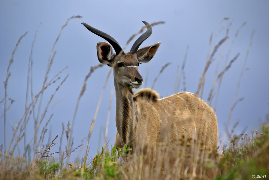 Kudu in Kruger NP
