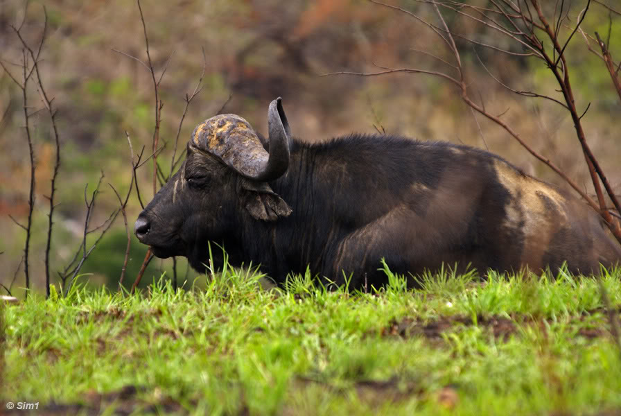 Wilderbeest in Kruger NP