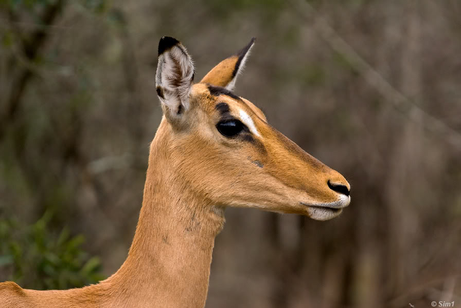 Impala