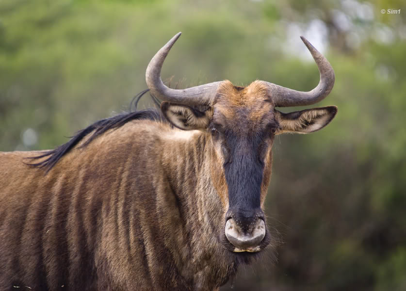 Wilderbeest in Kruger NP